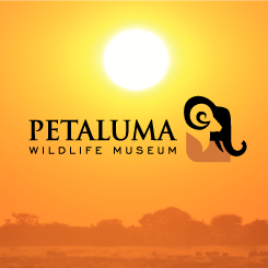 conception de logo Petaluma Museum